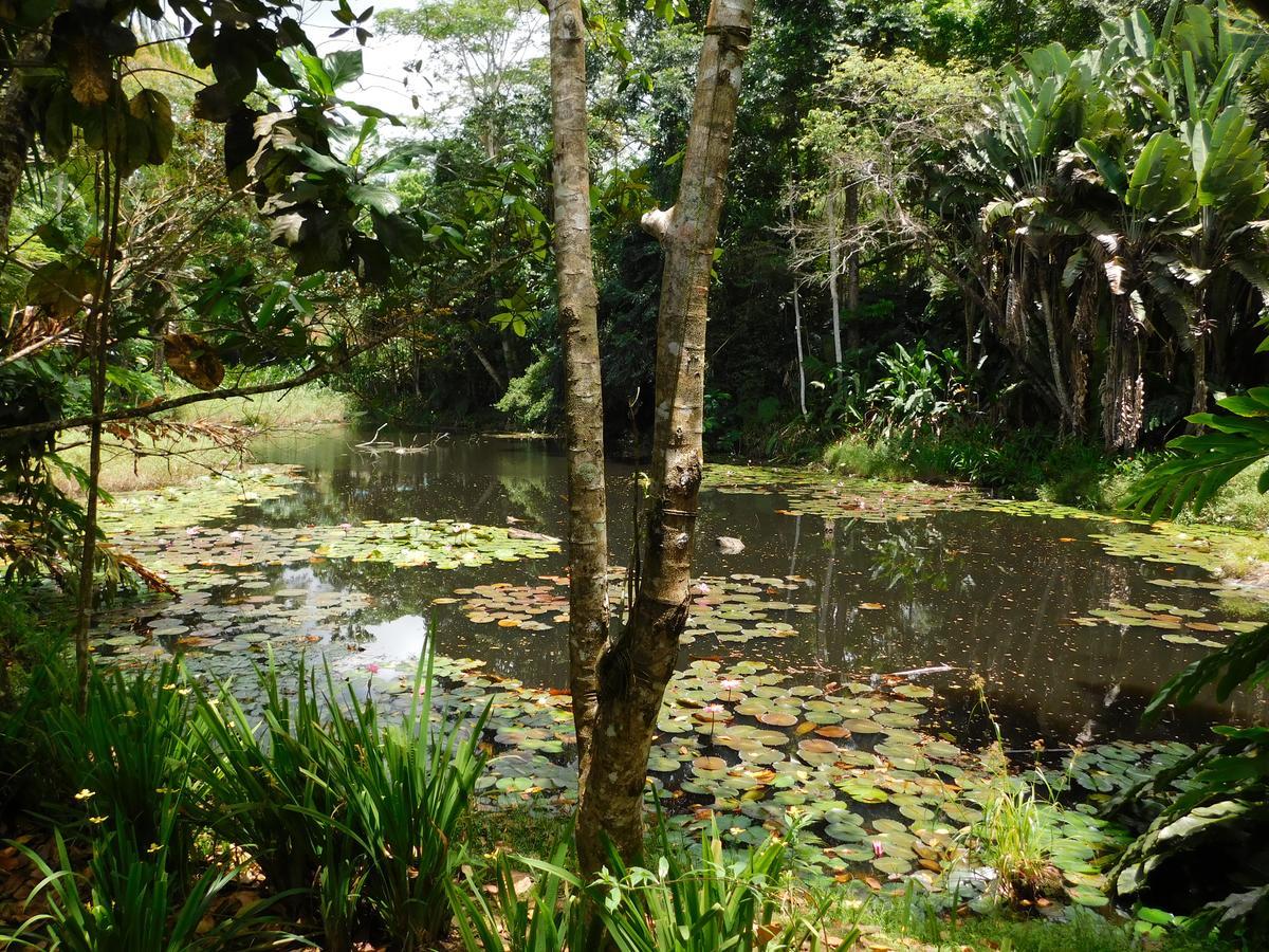 Rainforest Eco Lodge Suva Dış mekan fotoğraf