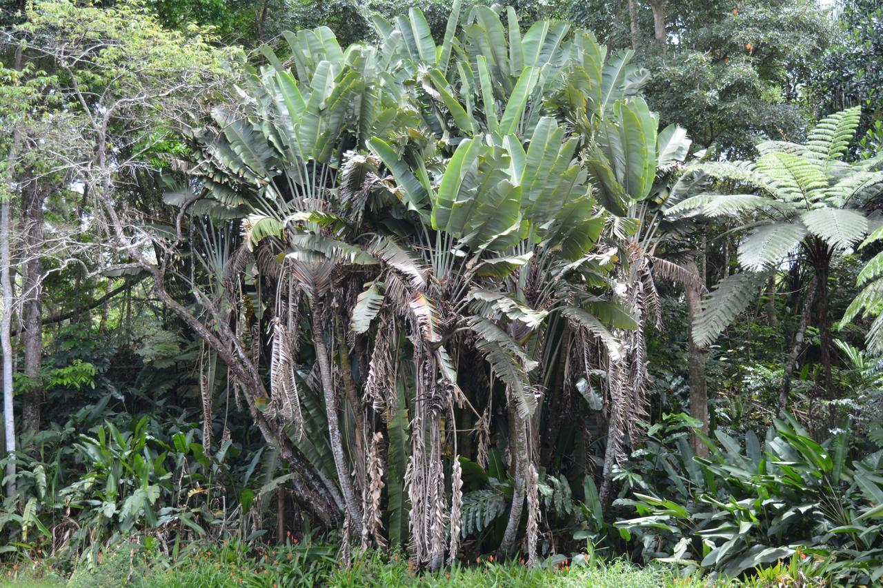 Rainforest Eco Lodge Suva Dış mekan fotoğraf