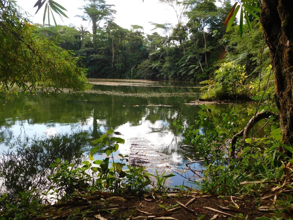 Rainforest Eco Lodge Suva Dış mekan fotoğraf