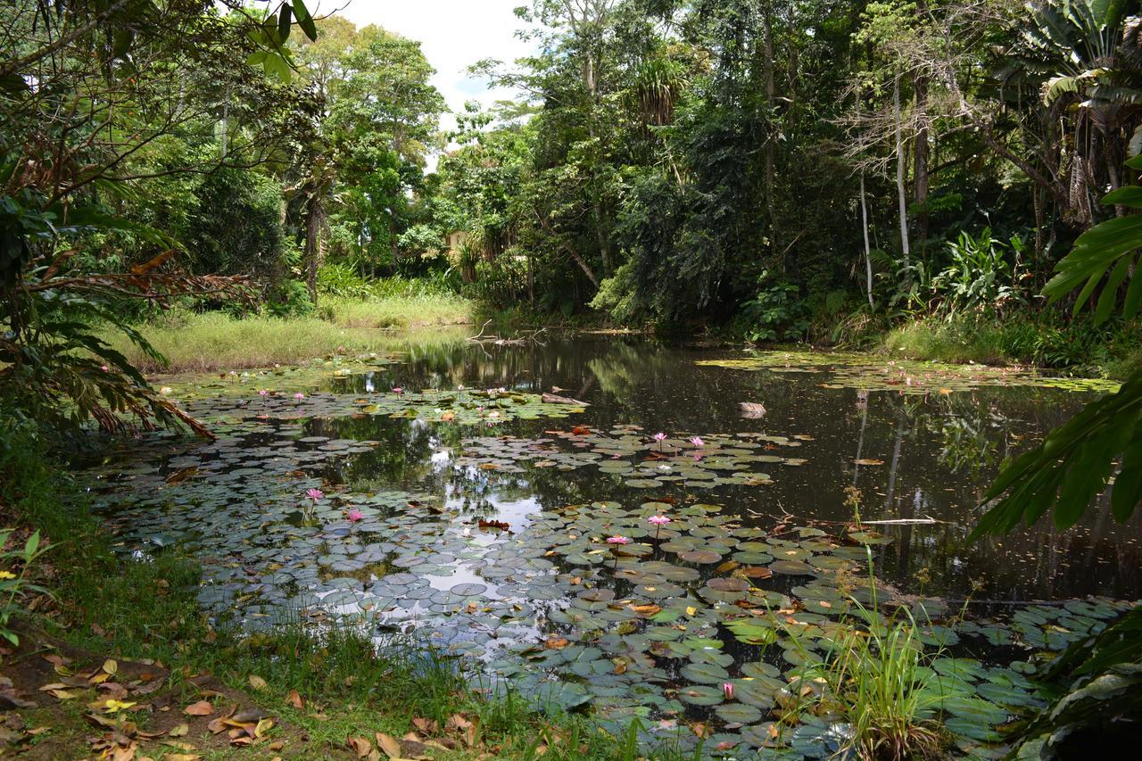 Rainforest Eco Lodge Suva Dış mekan fotoğraf