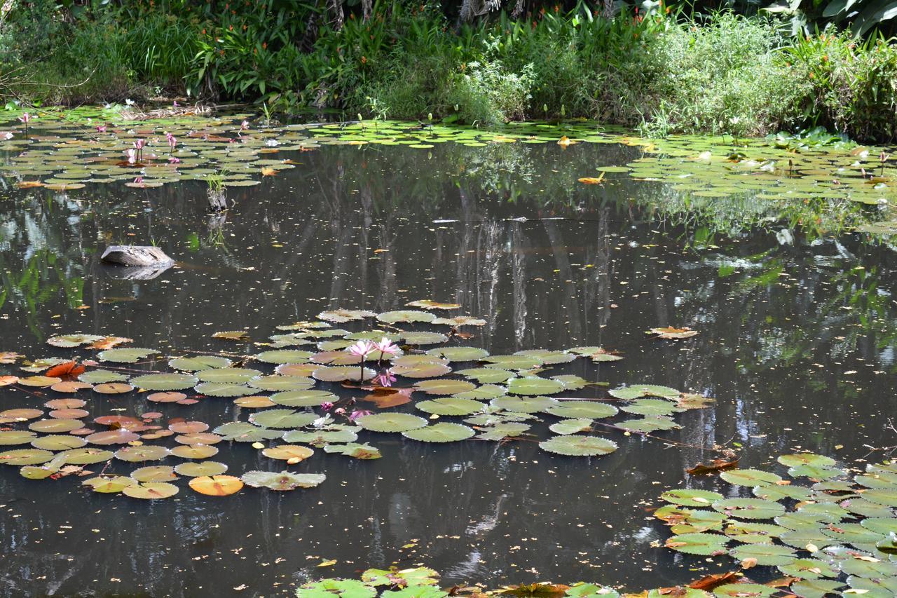 Rainforest Eco Lodge Suva Dış mekan fotoğraf