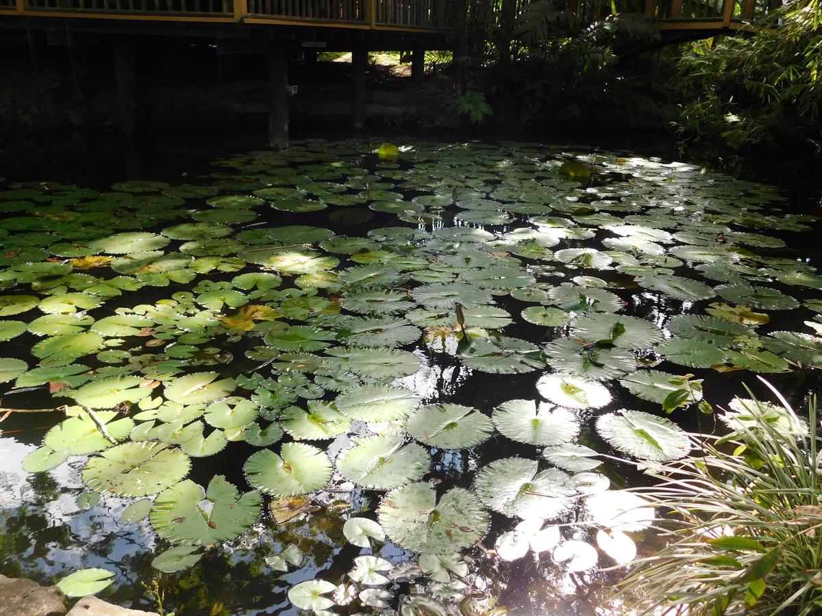 Rainforest Eco Lodge Suva Dış mekan fotoğraf