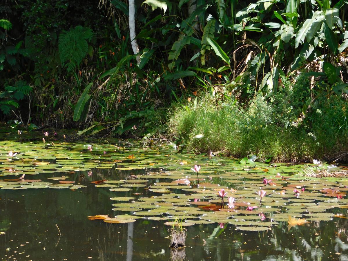 Rainforest Eco Lodge Suva Dış mekan fotoğraf