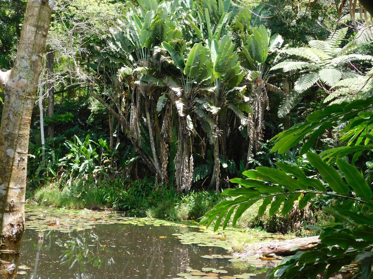 Rainforest Eco Lodge Suva Dış mekan fotoğraf