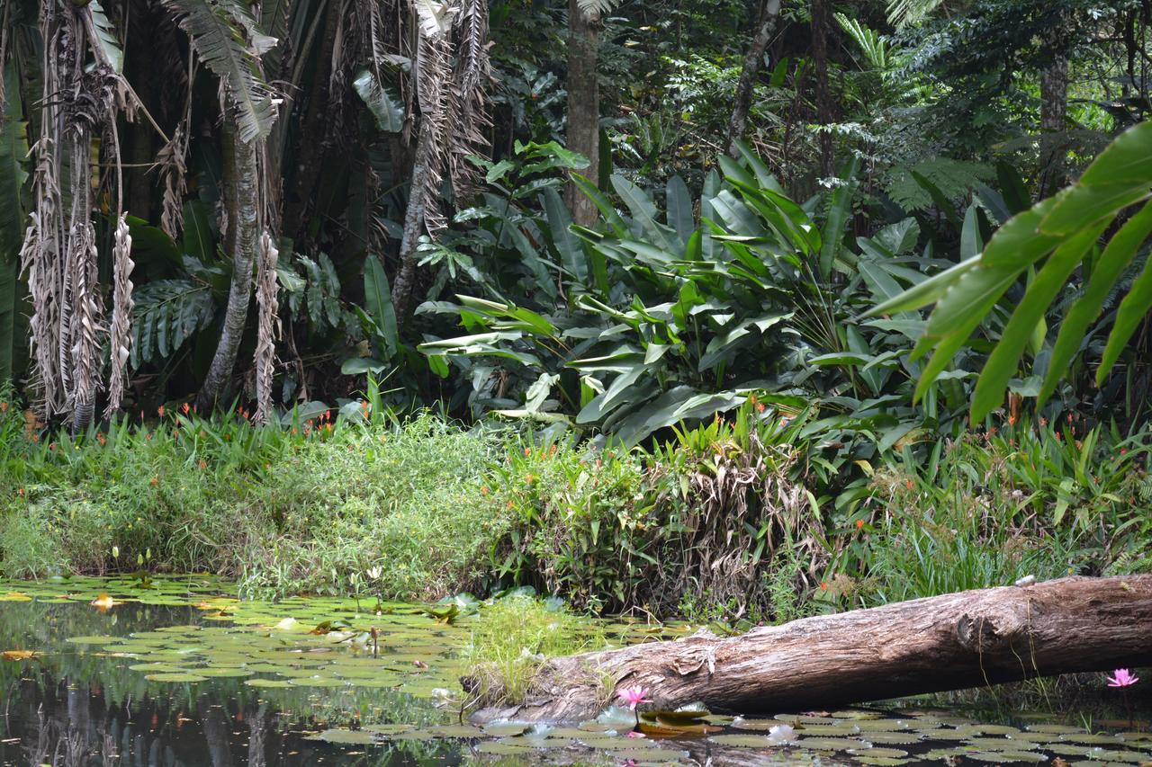 Rainforest Eco Lodge Suva Dış mekan fotoğraf