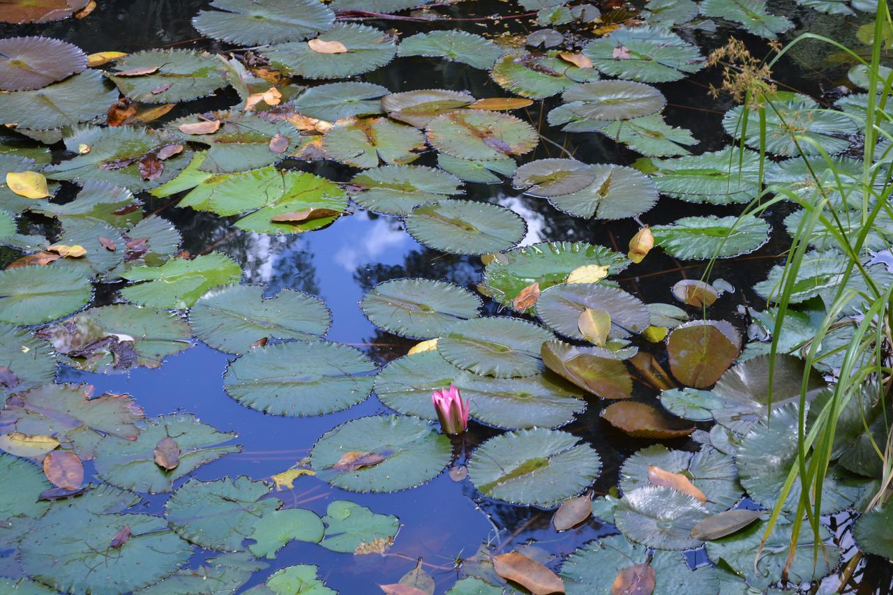 Rainforest Eco Lodge Suva Dış mekan fotoğraf