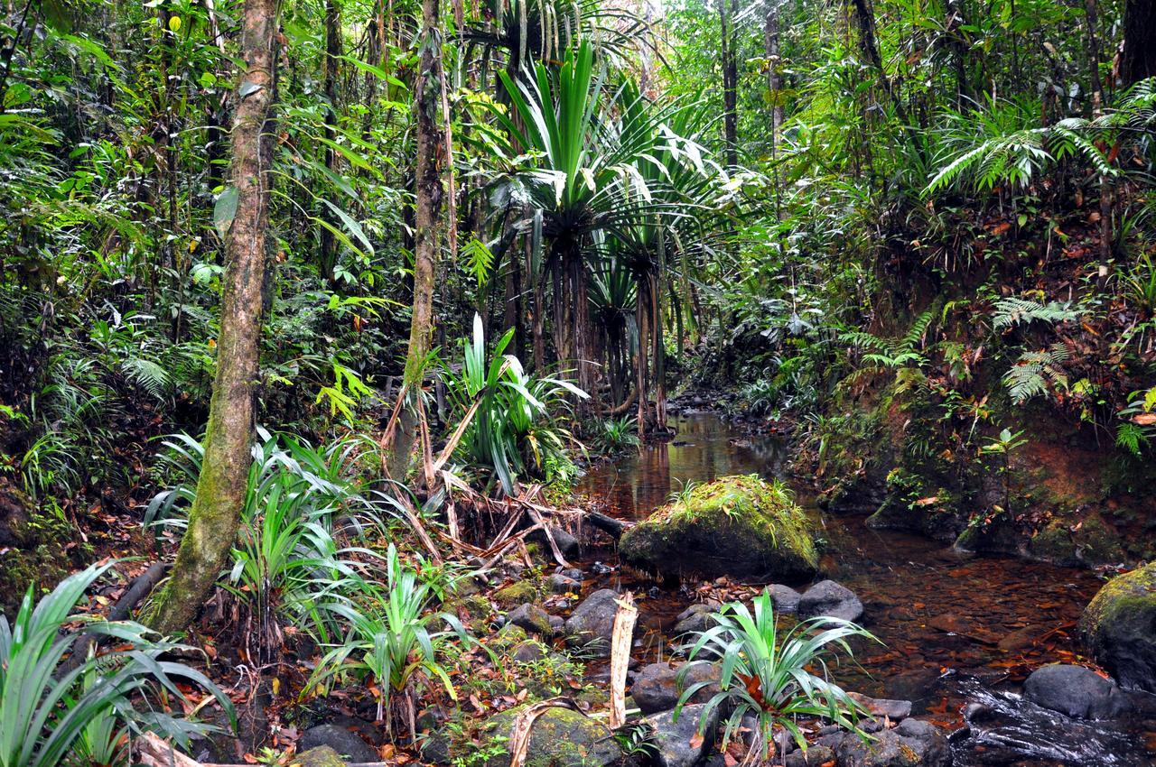 Rainforest Eco Lodge Suva Dış mekan fotoğraf